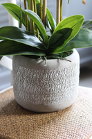 elegancki storczyk w szarej donicy, Magnum, wys.59cm