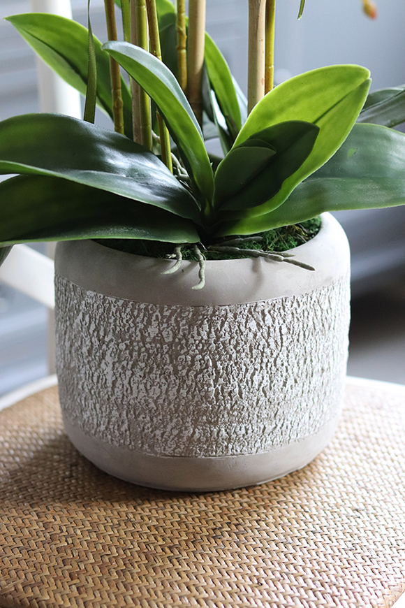 elegancki storczyk w szarej donicy, Magnum, wys.59cm