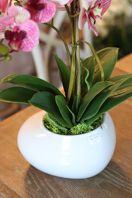 wyjątkowy storczyk Manfredo Róż, wys.52cm