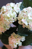 doniczkowa hortensja Jasnozielona, wysokiej jakości sztuczne kwiaty, wys.40cm