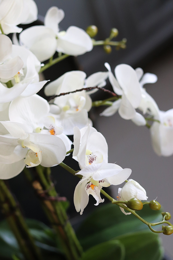 Camilla Extra, storczyk w białej donicy, wys.55cm