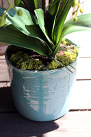 Blue Ocean storczyk w pięknej niebieskiej donicy Belldeco, wys.77cm