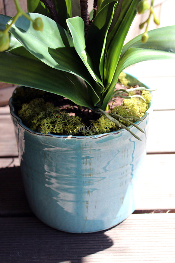 Blue Ocean storczyk w pięknej niebieskiej donicy Belldeco, wys.77cm