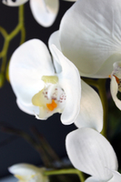 obfity storczyk Klara Krem w ciekawej donicy, wys.68cm