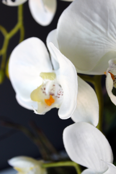 obfity storczyk Klara Krem w ciekawej donicy, wys.68cm