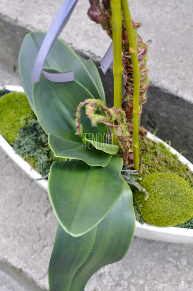 storczyk w donicy Laos Romance, wys.60cm