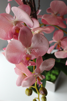 Jukatan, zjawiskowy różowy storczyk w srebrnym naczyniu, wys.60cm