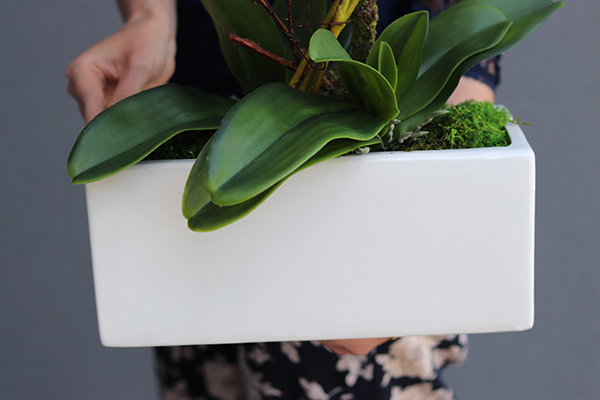 Banerra White, storczyk w minimalistycznej donicy, wys.46cm