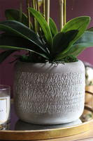 elegancki storczyk w szarej donicy, Magnum, wys.59cm