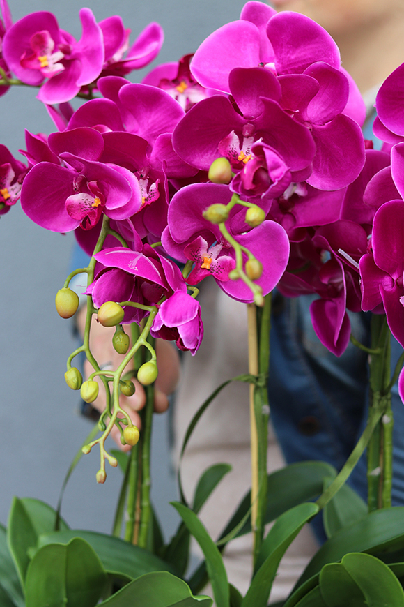 Leo Fuksja, storczyk w biało - srebrnej donicy, wys.52cm