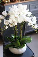 Camilla Extra, storczyk w białej donicy, wys.55cm