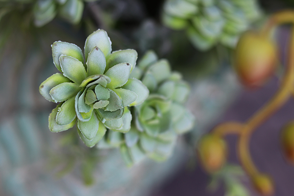 Belonata, sztuczny storczyk z sukulentami w ceramicznej donicy Siena, wys.82cm