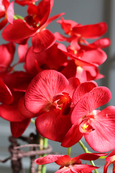 efektowny storczyk w czarnej donicy, Malina, wys.61cm