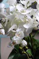 Green Derana Glass, storczyk w szklanej misie, wys.50cm