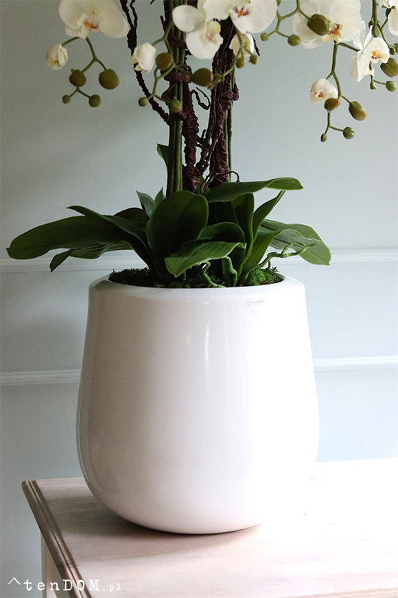 bardzo duży storczyk Simple 3 Grande w minimalistycznej donicy, wys.105cm