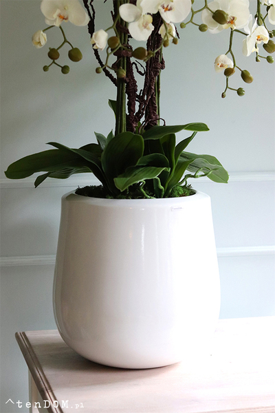 bardzo duży storczyk Simple 3 Grande w minimalistycznej donicy, wys.105cm