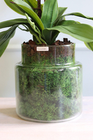 Glassier Meliosa, biały storczyk w szklanym naczyniu, wys.83cm 