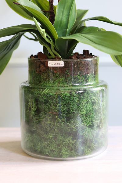 Glassier Meliosa, biały storczyk w szklanym naczyniu, wys.83cm 