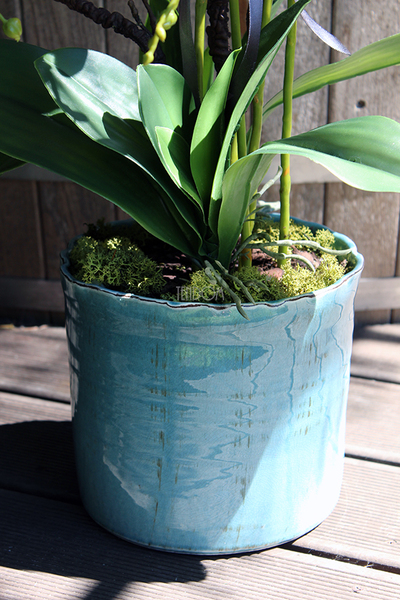 Blue Ocean storczyk w pięknej niebieskiej donicy Belldeco, wys.77cm