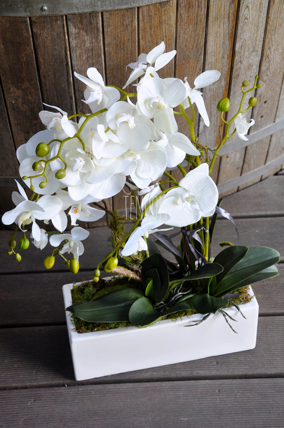 obfity storczyk Isaura w minimalistycznej donicy, wys.65cm 