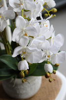 elegancki storczyk w szarej donicy, Magnum, wys.59cm