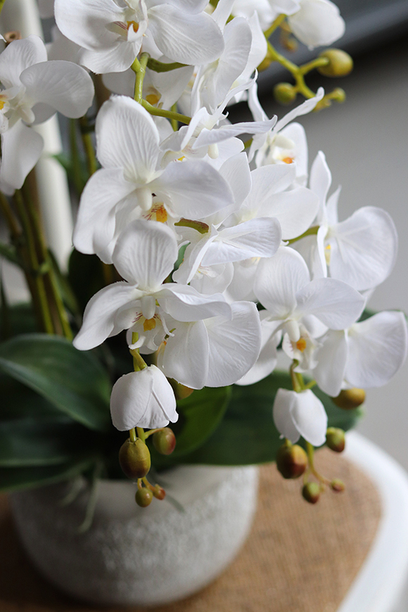 elegancki storczyk w szarej donicy, Magnum, wys.59cm