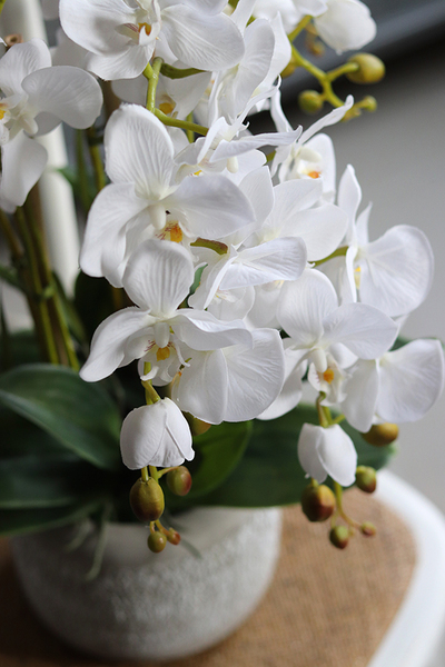 elegancki storczyk w szarej donicy, Magnum, wys.59cm