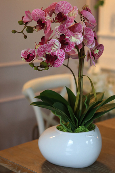 wyjątkowy storczyk Manfredo Róż, wys.52cm