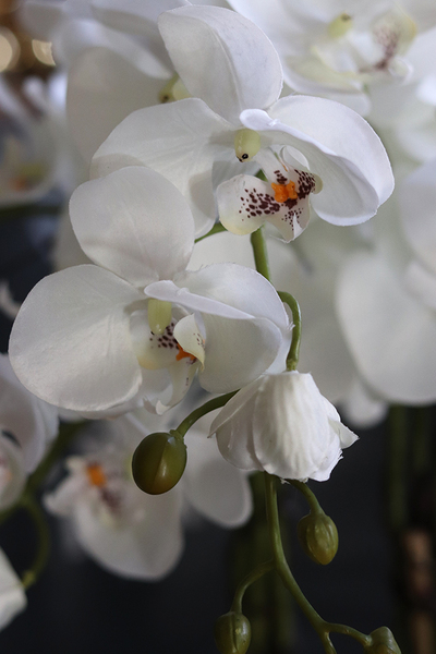 Camilla Extra, storczyk w białej donicy, wys.55cm