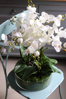 Green Derana Glass, storczyk w szklanej misie, wys.50cm