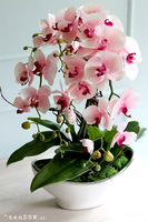 efektowny sztuczny storczyk Malika Pink 2, wys.60cm 