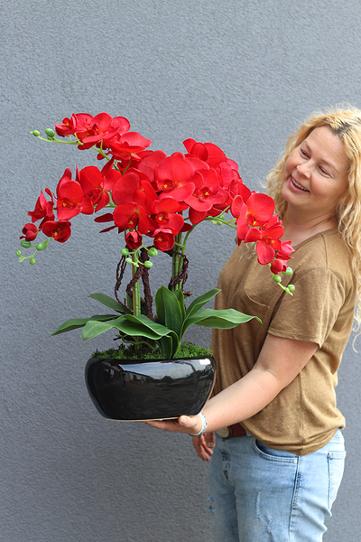 czerwony storczyk w czarnej donicy, Kresso Karmin, wys.60cm