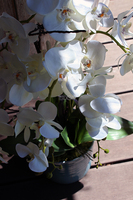 Blue Ocean storczyk w pięknej niebieskiej donicy Belldeco, wys.77cm