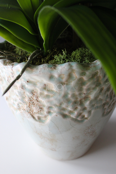 Malezja storczyk w jasno turkusowej donicy wys.83cm