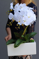 Banerra White, storczyk w minimalistycznej donicy, wys.46cm