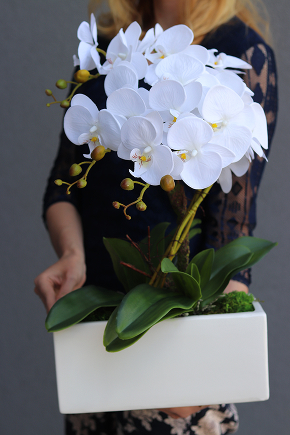 Banerra White, storczyk w minimalistycznej donicy, wys.46cm