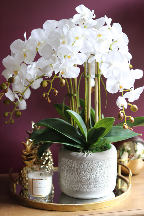 elegancki storczyk w szarej donicy, Magnum, wys.59cm