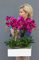 Leo Fuksja, storczyk w biało - srebrnej donicy, wys.52cm