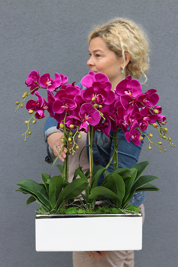 Leo Fuksja, storczyk w biało - srebrnej donicy, wys.52cm