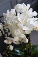 Camilla Extra, storczyk w białej donicy, wys.55cm