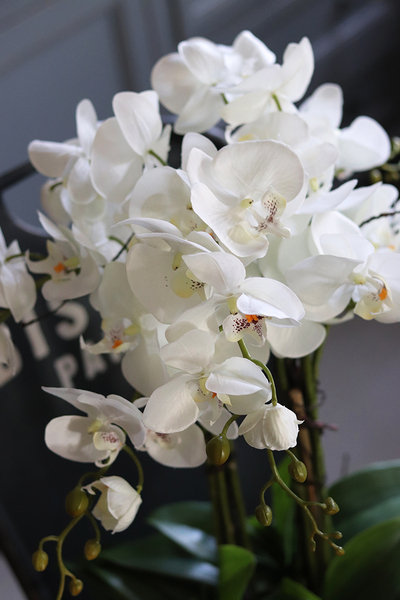 Camilla Extra, storczyk w białej donicy, wys.55cm