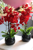 efektowny storczyk w czarnej donicy, Malina, wys.61cm