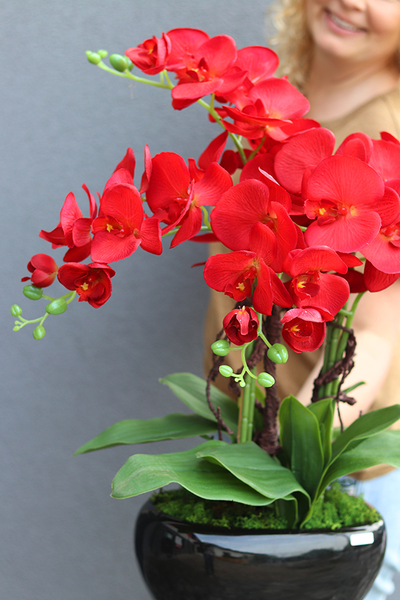 czerwony storczyk w czarnej donicy, Kresso Karmin, wys.60cm