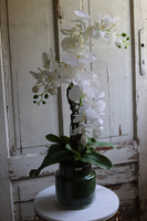 Glassier Meliosa, biały storczyk w szklanym naczyniu, wys.83cm 