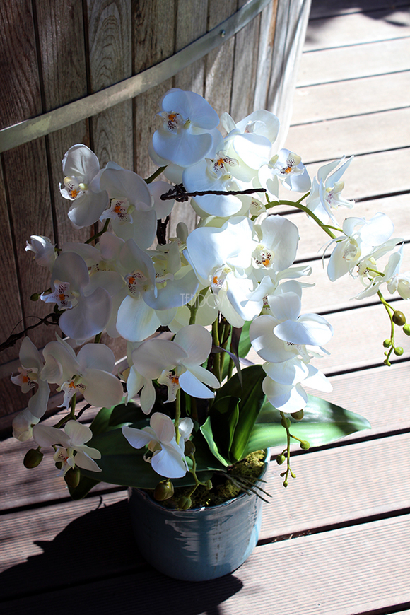 Blue Ocean storczyk w pięknej niebieskiej donicy Belldeco, wys.77cm