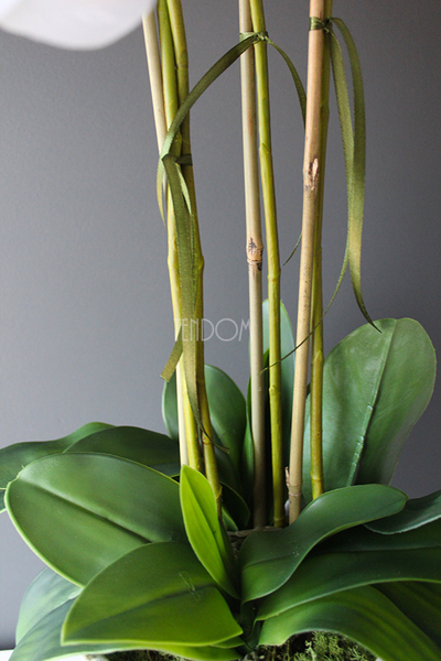 Malezja storczyk w jasno turkusowej donicy wys.83cm