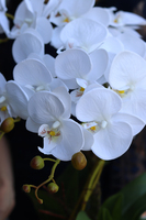 Banerra White, storczyk w minimalistycznej donicy, wys.46cm