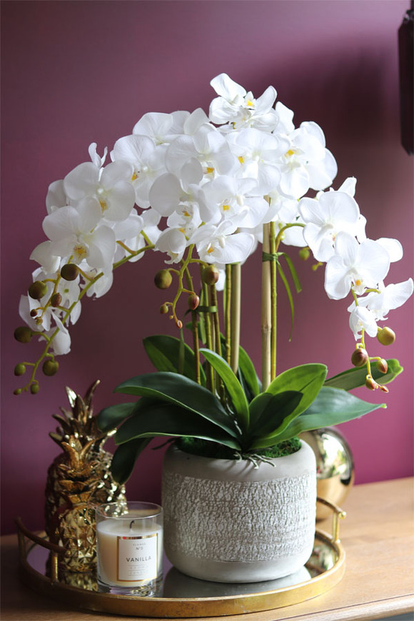 elegancki storczyk w szarej donicy, Magnum, wys.59cm