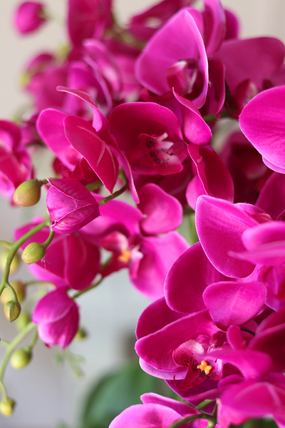 Leo Fuksja, storczyk w biało - srebrnej donicy, wys.52cm