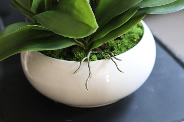 Camilla Extra, storczyk w białej donicy, wys.55cm